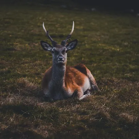 Landhaus Eickler Hotel Baiersbronn