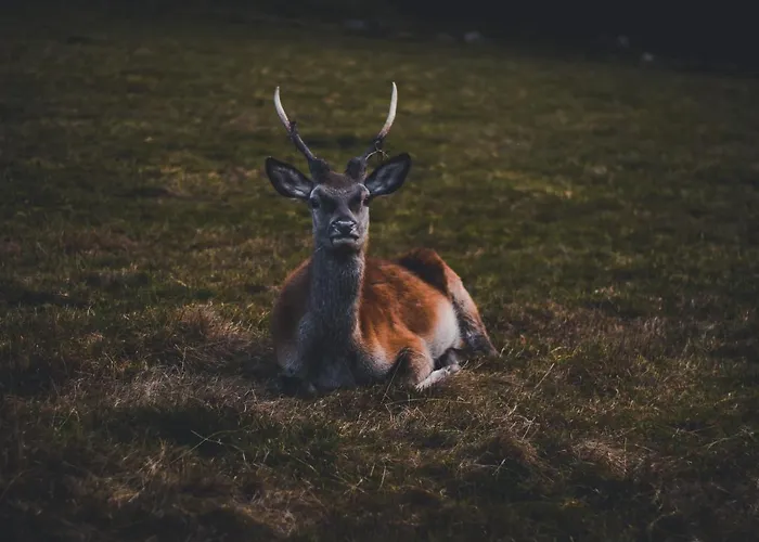 Eickler Hotel Baiersbronn